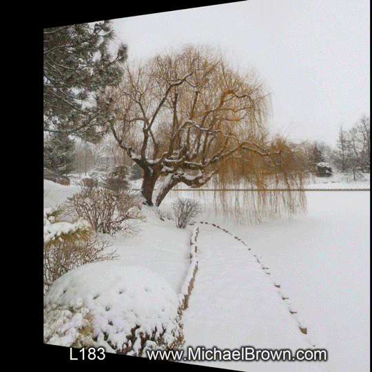 L313 Willow & Irises