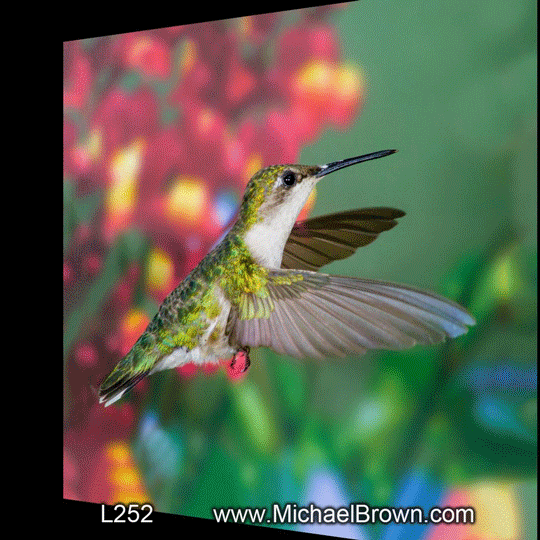 L252 Hummingbirds