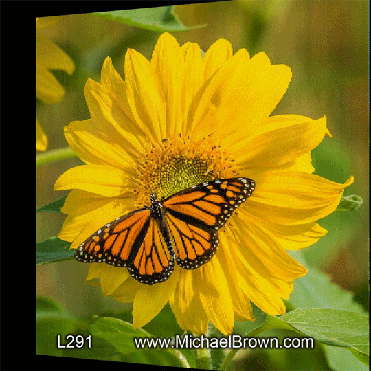 L291 Monarchs