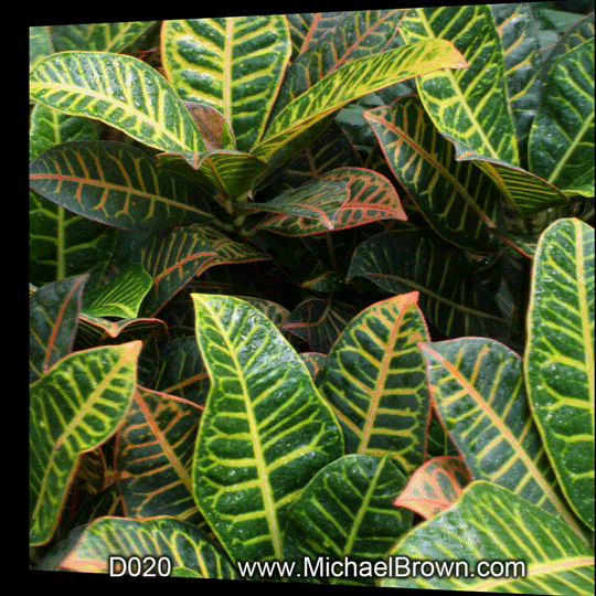 D020 It's a Jungle in There - 3D