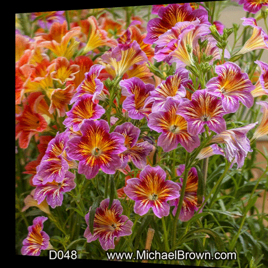 D048 Colorful Lilies - 3D