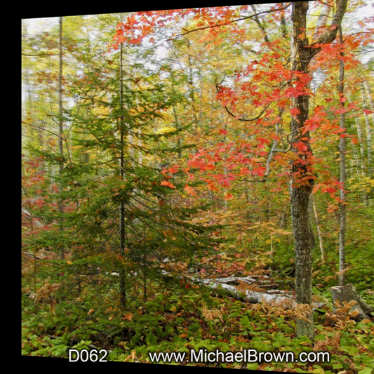 D062 Pine & Maple - 3D