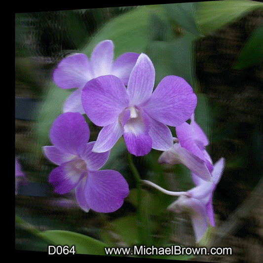D064 Purple Orchids - 3D
