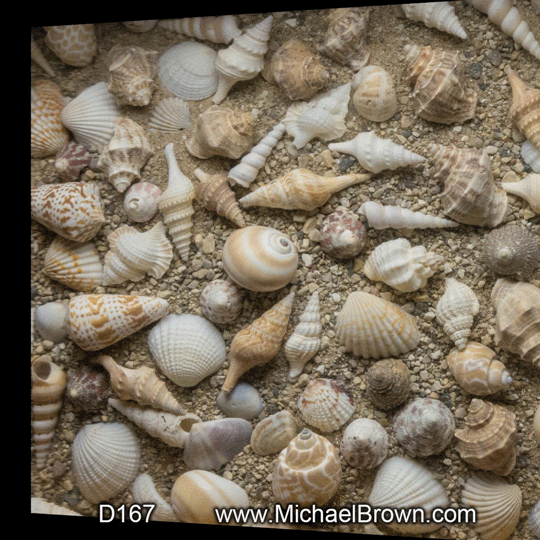 D167 Sand & Shells - 3D