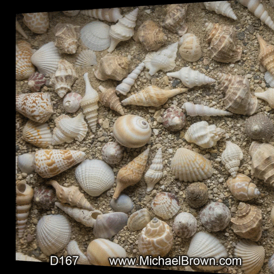 D167 Sand & Shells - 3D
