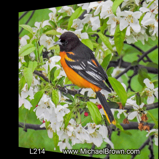 L214 Cardinal & Oriole