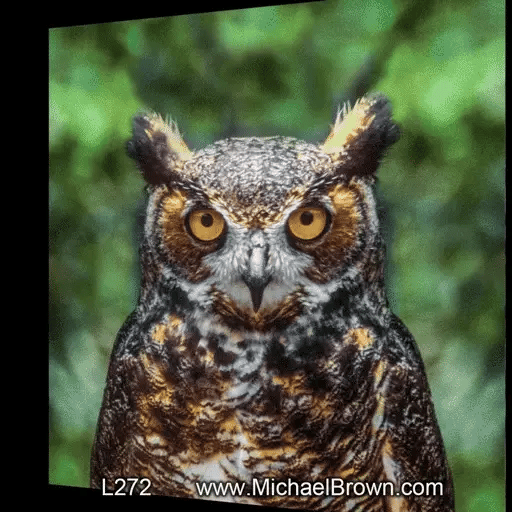 L272  Tiger/Owl
