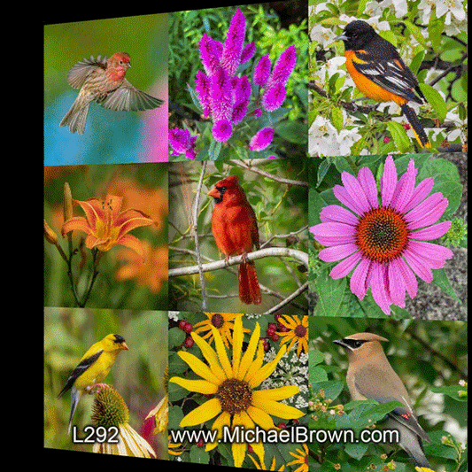 L292 Backyard Favorites